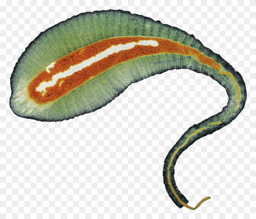 2187x1851 X 2480 6 Transparent Giant Worm, Snake, Reptile, Animal HD PNG Download