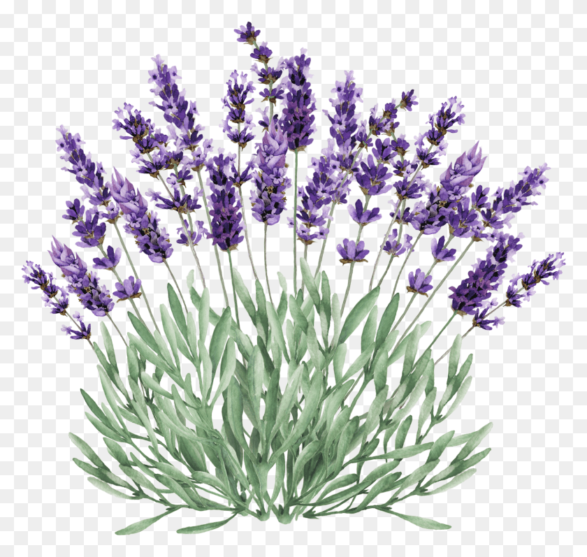 1865x1764 X 2550 10 Lavender Plant Vector, Flower, Blossom, Iris HD PNG Download