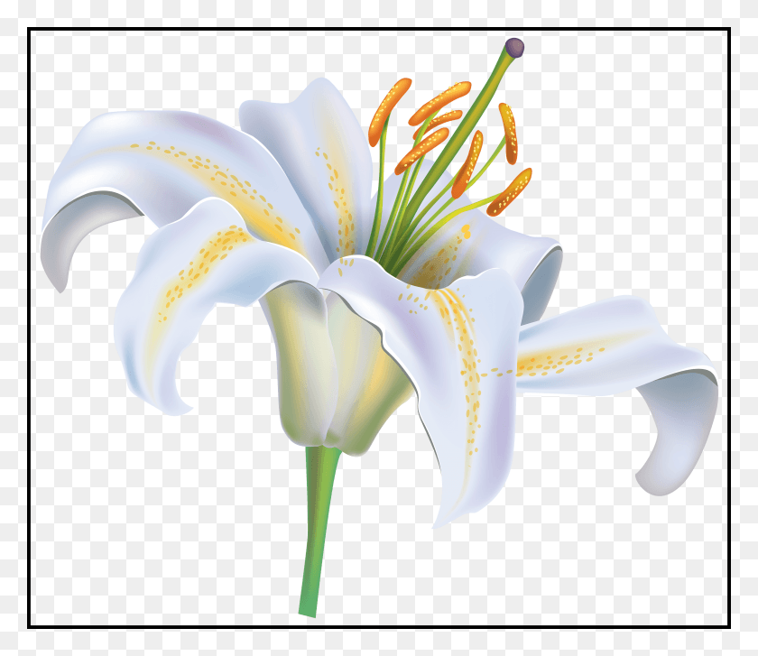 3030x2593 X 2593 9 Lily, Plant, Flower, Blossom HD PNG Download