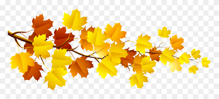 5897x2415 X 2681 14 Autumn Leaves Clip Art, Leaf, Plant, Tree HD PNG Download