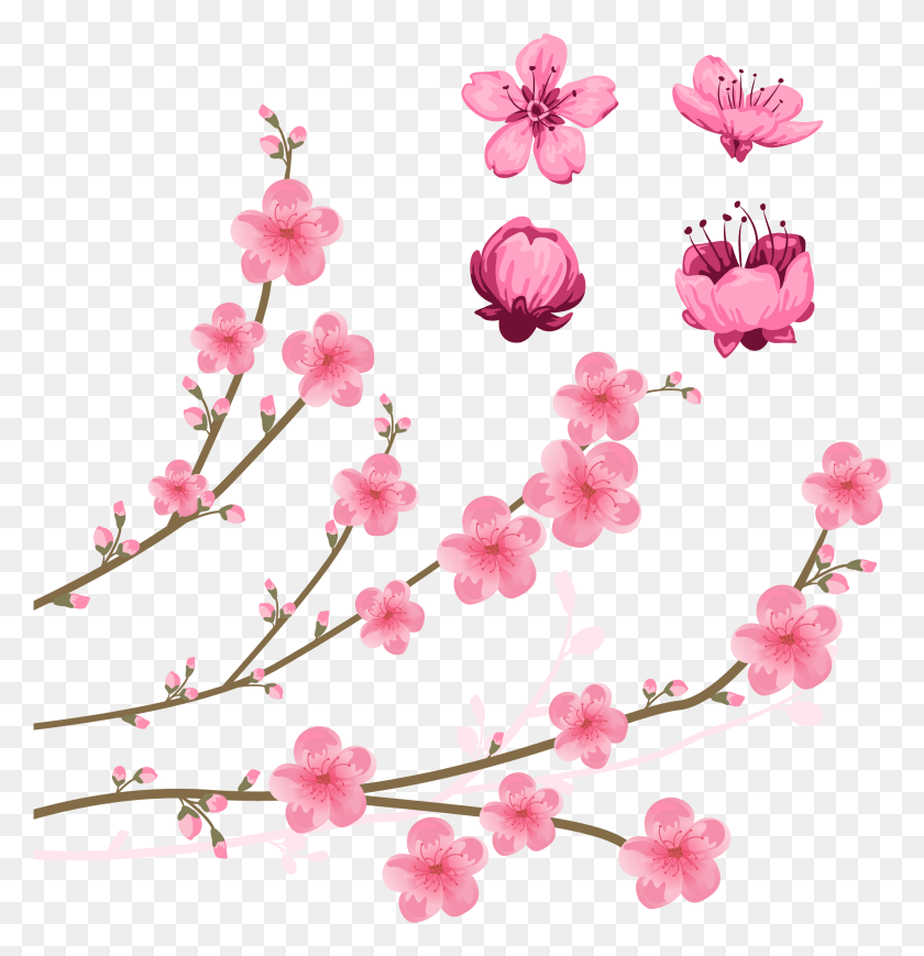 2068x2147 X 2756 5 Vector Graphics, Plant, Flower, Blossom HD PNG Download