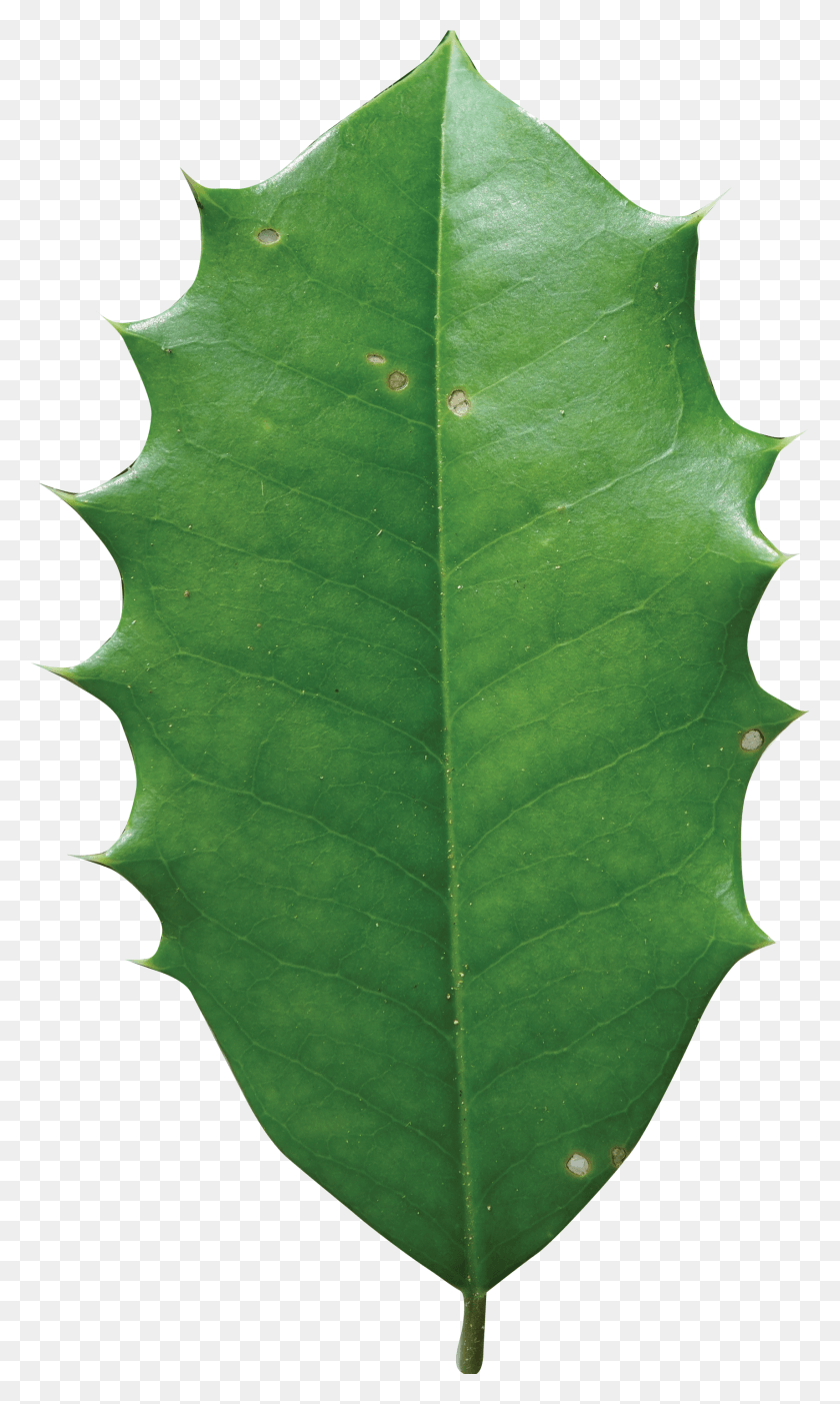 1712x2948 X 2947 18 Holly Tree Leaf HD PNG Download