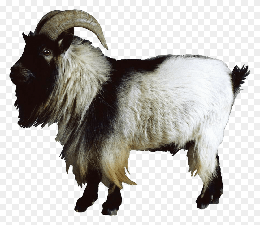 1837x1576 X 2953 10 Animal Goat, Mammal, Mountain Goat, Wildlife HD PNG Download