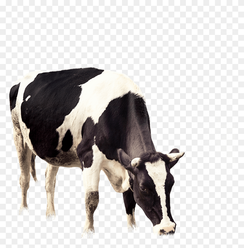 2349x2387 X 2953 2 Dairy Cow Cow HD PNG Download