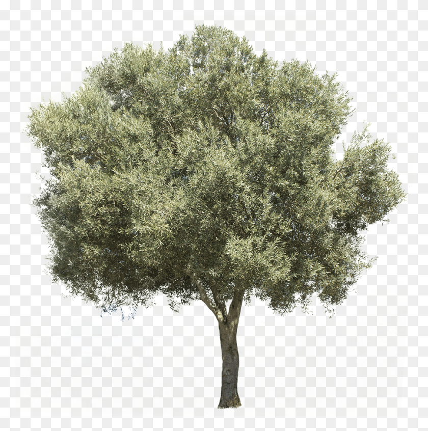 900x907 X 3738 Pixels Image With Transparent Background Olive Tree Free, Plant, Car, Vehicle HD PNG Download