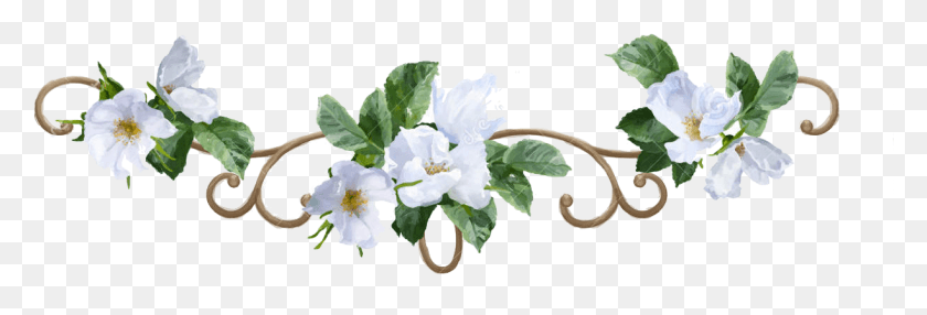 1224x355 Descargar Png / Acuarela De Flores Blancas, Planta, Flor, Flor Hd Png