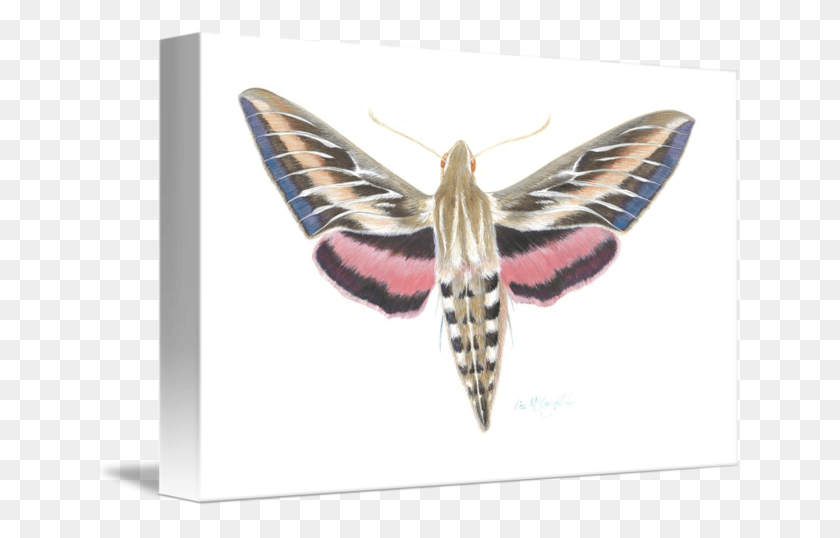 650x478 X 478 8 Grammia Virgo, Bird, Animal, Moth HD PNG Download