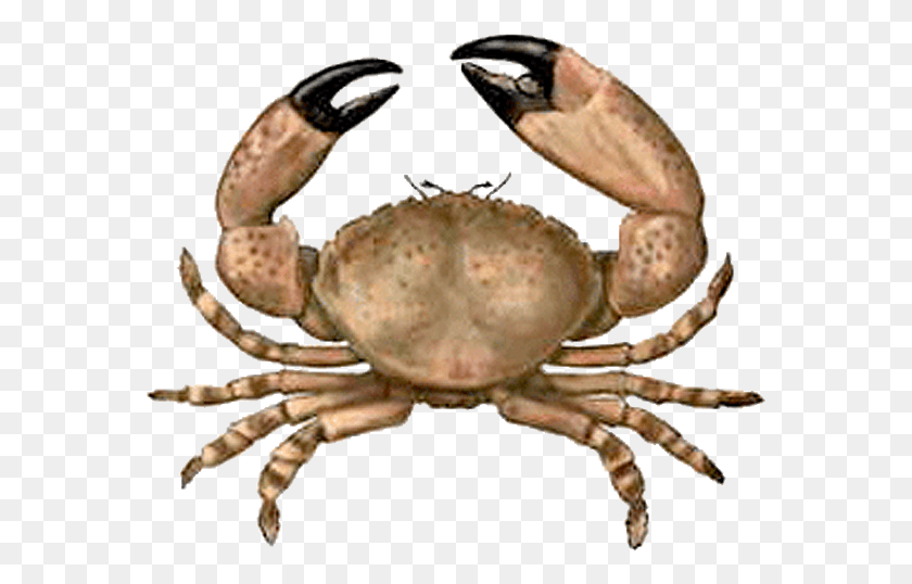 572x478 X 495 7 Leyenda Del Punche De Oro, Seafood, Food, Crab HD PNG Download