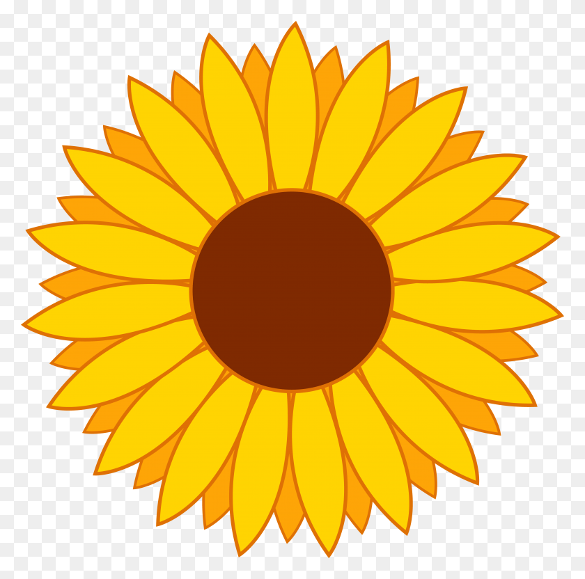 5110x5064 X 5064 14 Sunflower Vector, Plant, Flower, Blossom HD PNG Download