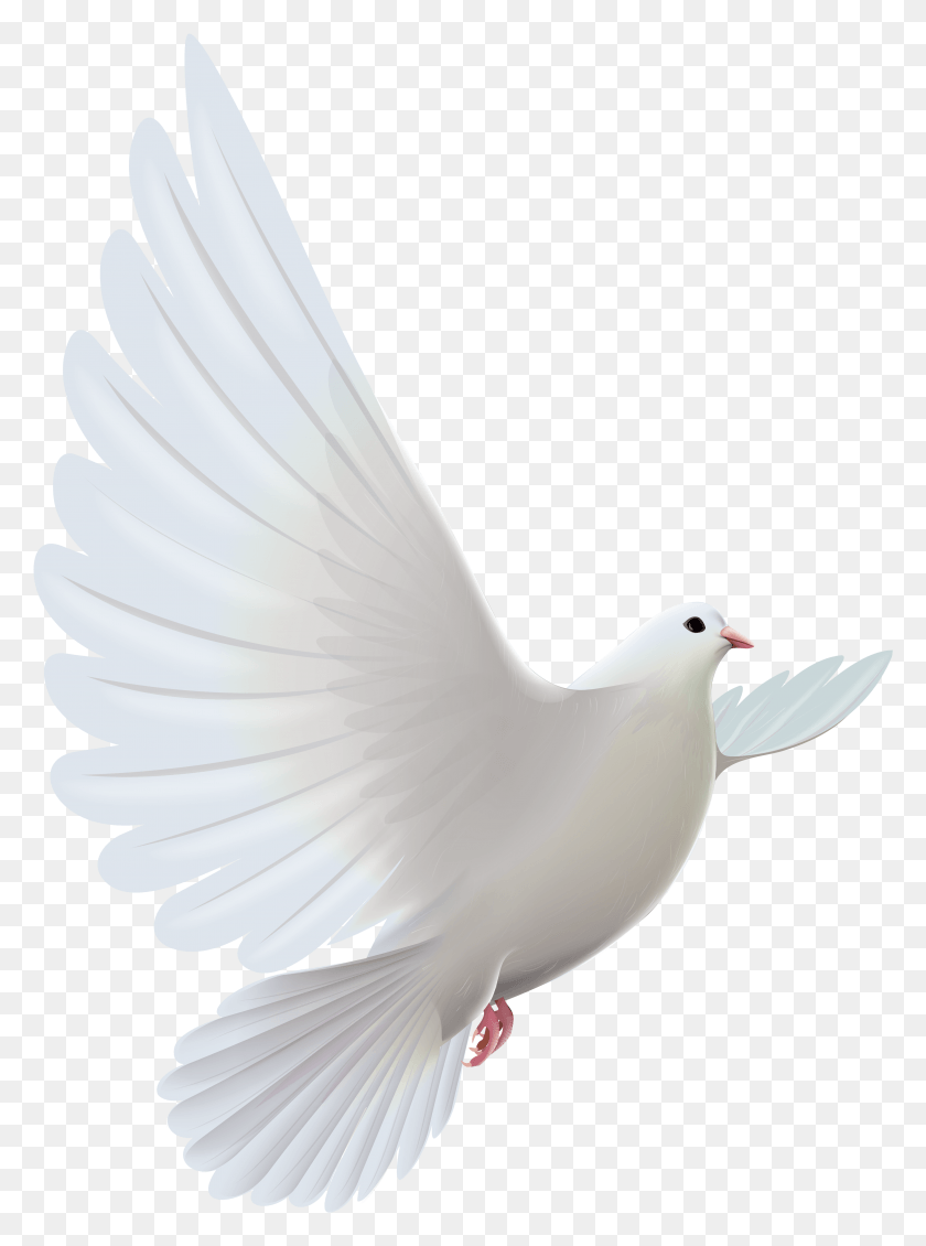 3596x4935 X 5175 16 White Dove Bird, Animal, Pigeon HD PNG Download