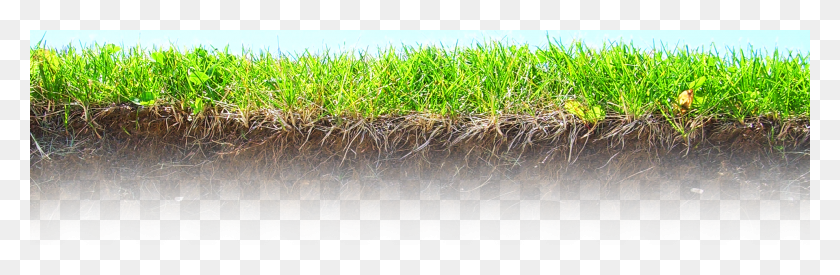 1920x531 X 531 8 Roots Underground, Soil, Plant, Grass HD PNG Download