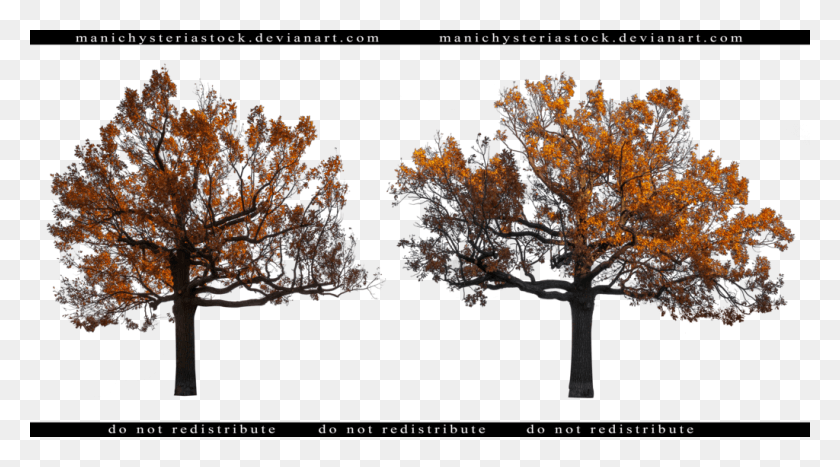 1024x535 X 535 2 Fall Tree Cut Out, Plant HD PNG Download