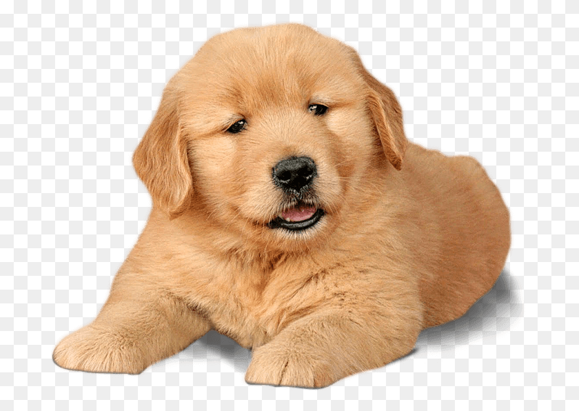692x536 X 536 7 Chow Chow Labrador Retriever, Dog, Pet, Canine HD PNG Download