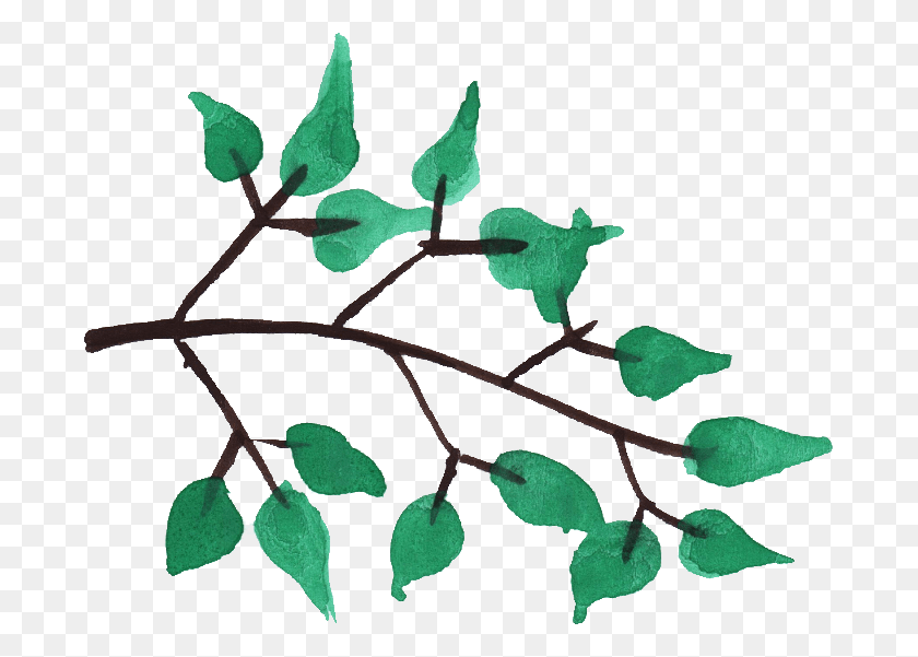 685x541 X 541 5 Акварельных Веток Деревьев, Лист, Растение, Annonaceae Hd Png Скачать