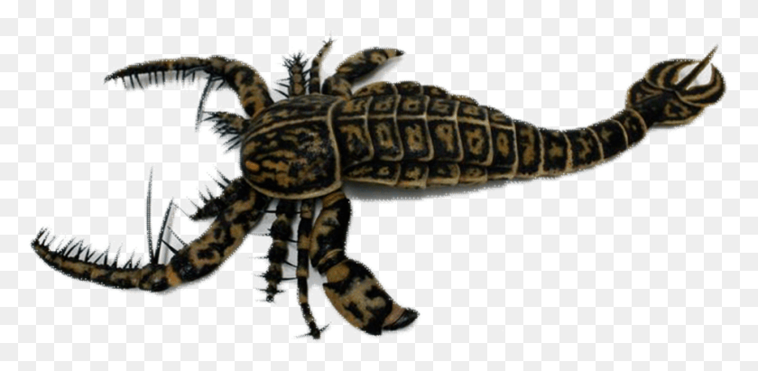 944x426 Descargar Png X 549 3 Escorpión De Mar, Dinosaurio, Reptil, Animal Hd Png