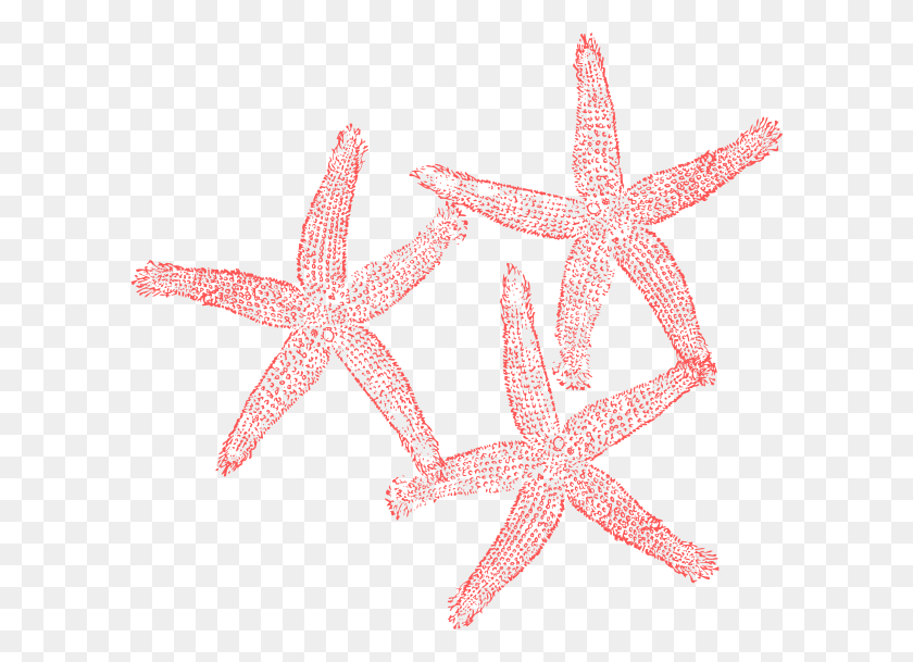 600x549 X 549 5 Коралловые Морские Звезды Клипарт, Беспозвоночные, Морская Жизнь, Животные Png Скачать