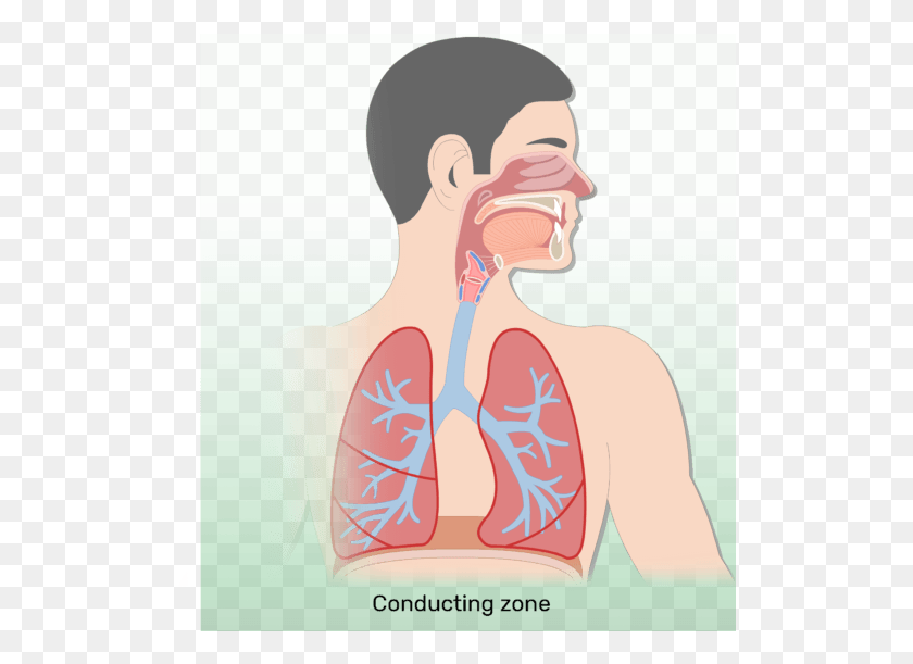 514x551 X 550 1 Respiratory System Diagram No Labels, Skin, Mouth, Lip HD PNG Download