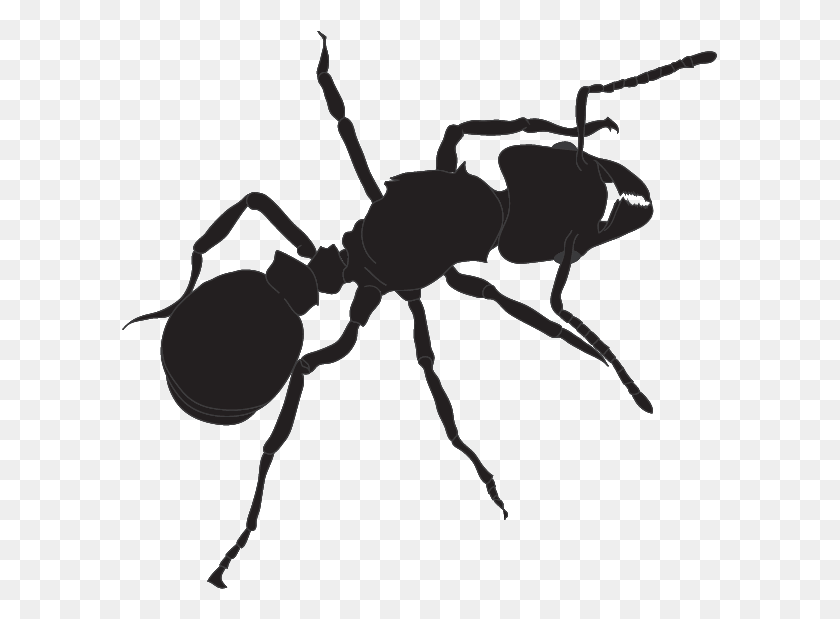 595x559 X 559 1 Ant, Insect, Invertebrate, Animal HD PNG Download