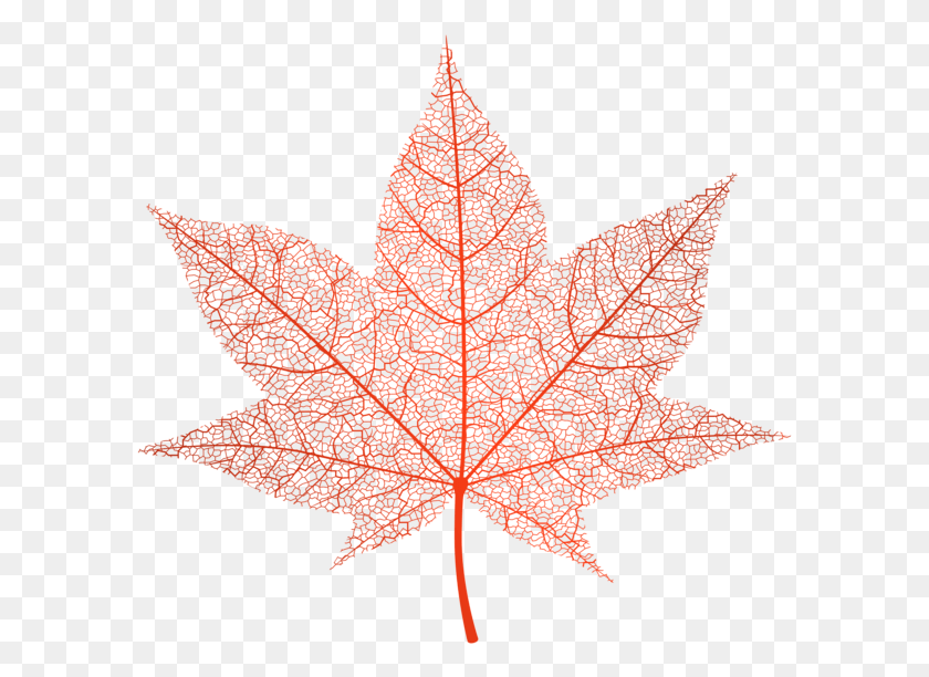 593x552 X 559 9 Прозрачный Осенний Лист, Растение, Дерево, Кленовый Лист Png Скачать