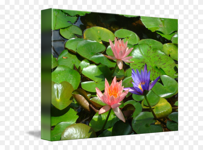 650x560 X 560 7 0 Водяная Лилия, Растение, Лилия, Цветок Hd Png Скачать