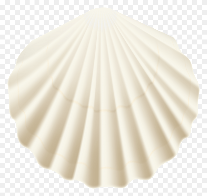 5933x5584 X 5647 8 Scallop HD PNG Download