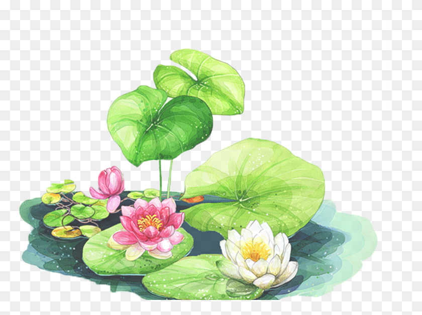 774x567 X 566 1 Lotus Leaf Background Clipart, Plant, Green, Flower HD PNG Download