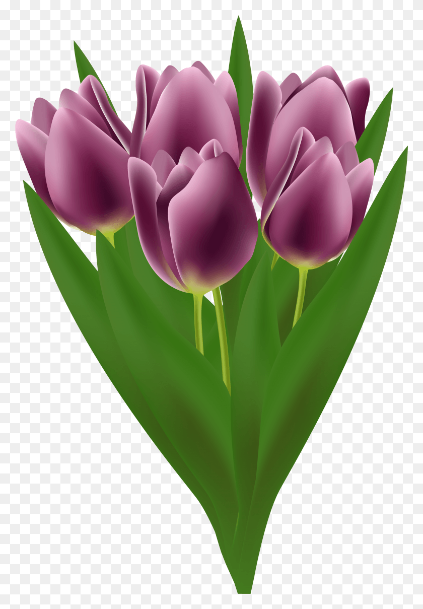 3796x5594 X 5681 8 Тюльпан, Растение, Цветок, Цветение Hd Png Скачать