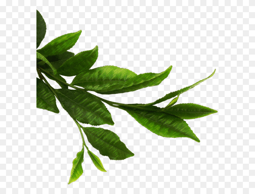 599x580 X 580 43 Чайные Листья Прозрачный Фон, Лист, Растение, Зеленый Hd Png Скачать