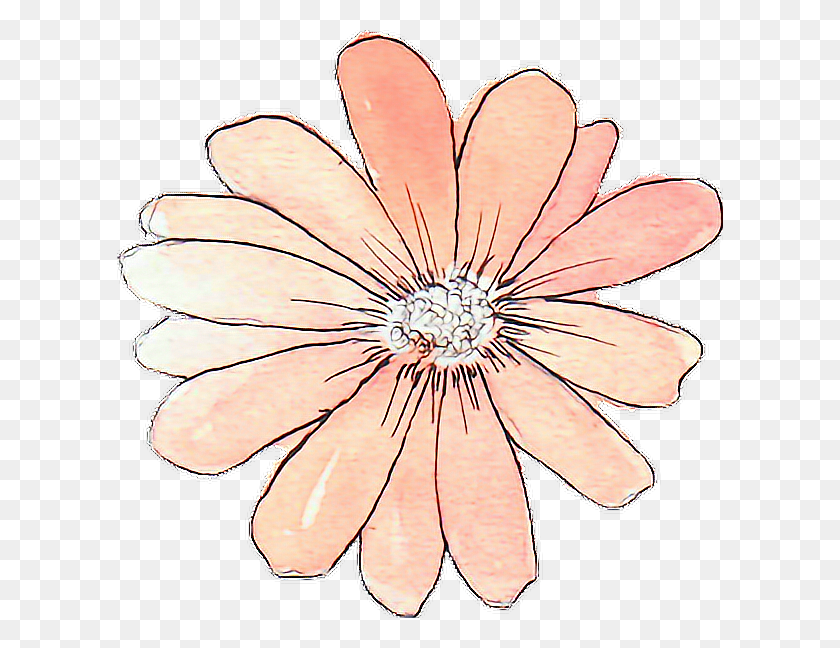 606x588 X 588 1 0 Flower Tumblr Stickers Transparent, Petal, Plant, Blossom HD PNG Download