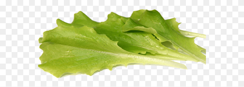 579x241 X 591 5 Green Batvia Baby Leaf, Plant, Lettuce, Vegetable HD PNG Download