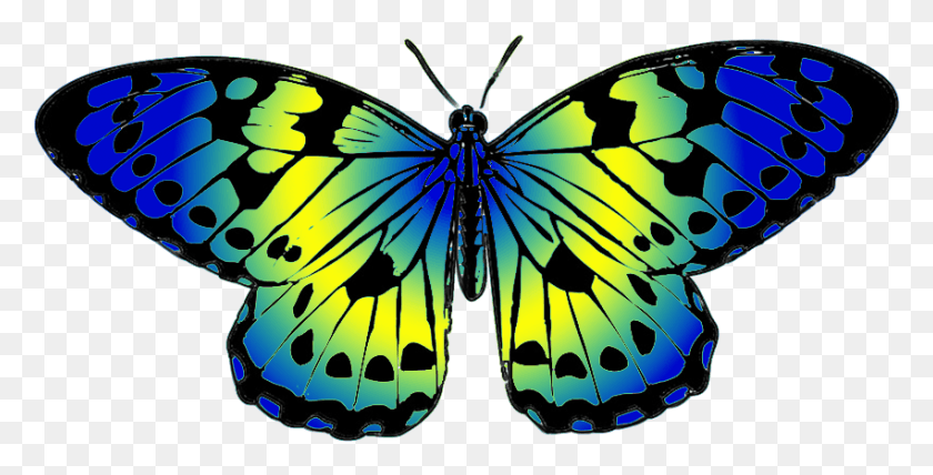 850x402 X 591 9 Butterfly Blue And Yellow, Monarch, Insect, Invertebrate HD PNG Download
