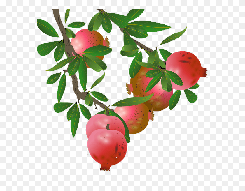 588x596 X 596 5 Pomegranate Tree, Plant, Fruit, Food HD PNG Download