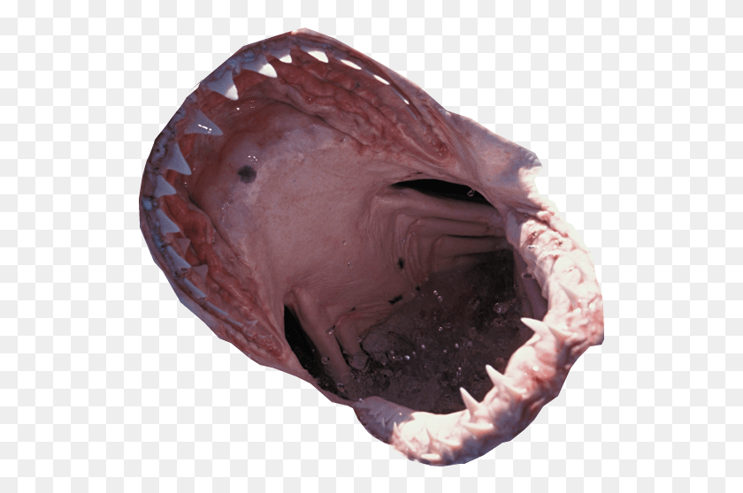 527x498 X 600 0 Shark Mouth No Background, Animal, Lip, Teeth HD PNG Download