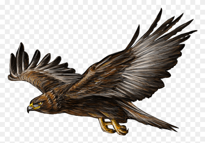 867x585 X 600 2 Golden Eagle Fondo Blanco, Pájaro, Animal, Buitre Hd Png