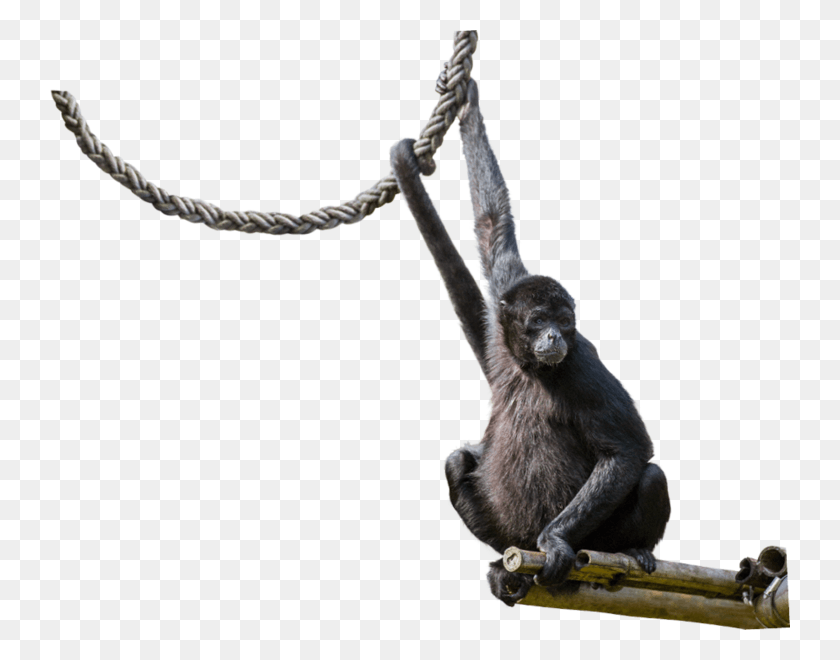 740x600 X 600 4 Spider Monkey Transparent, Ape, Wildlife, Mammal HD PNG Download