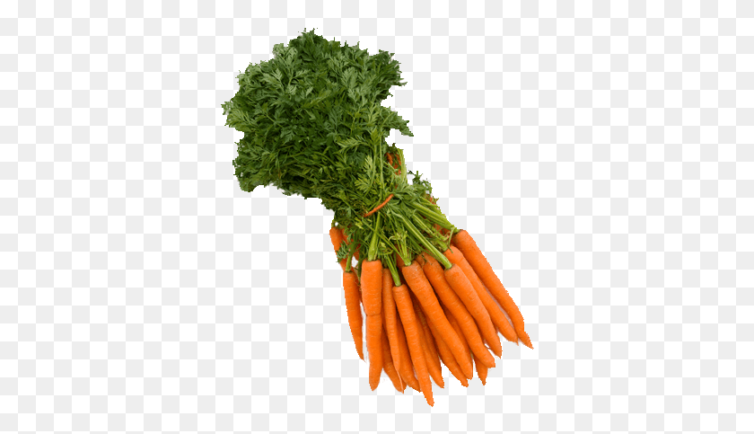 350x423 X 600 5 Picked Vegetables, Plant, Carrot, Vegetable HD PNG Download