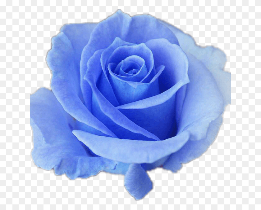 647x618 Descargar Png / Buenos Días Viernes, Azul, Rosa, Flor, Planta Hd Png