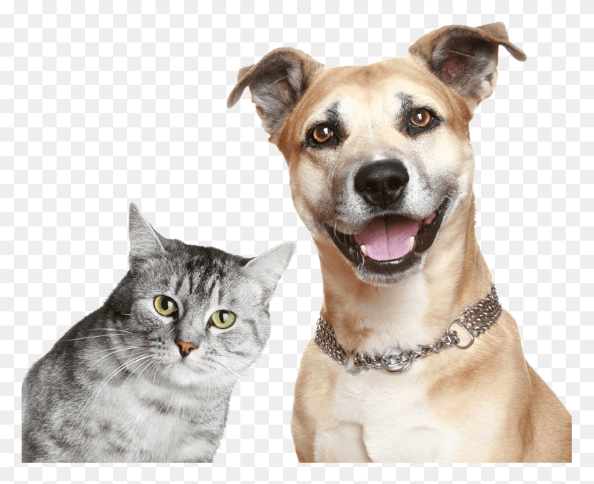 779x624 Descargar Png / Perro Gato, Perro, Mascota, Canino Hd Png