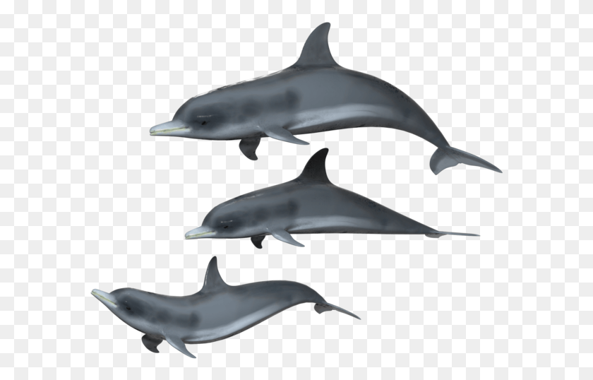 586x478 X 638 4 Transparent Background Dolphin Transparent, Mammal, Sea Life, Animal HD PNG Download