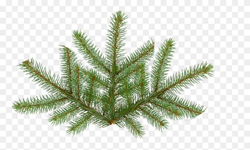 955x546 X 640 26 Pine Tree Branches, Leaf, Plant, Veins HD PNG Download