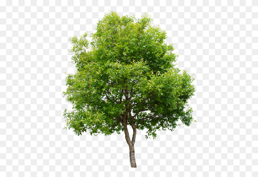 441x518 X 640 3 River Birch, Tree, Plant, Maple HD PNG Download