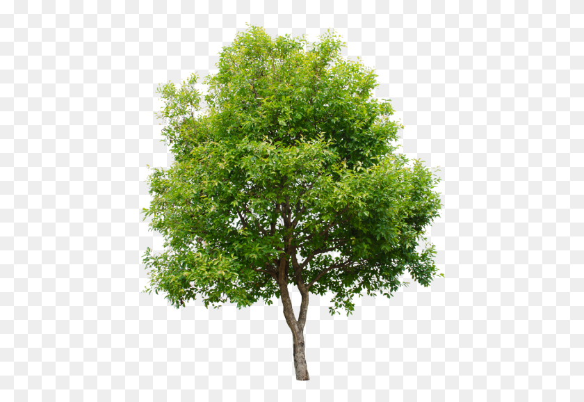 441x518 Descargar Png / Abedul De Río, Árbol, Planta, Arce Hd Png