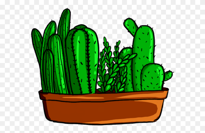 590x489 X 640 4 0, Plant, Cactus, Pickle HD PNG Download