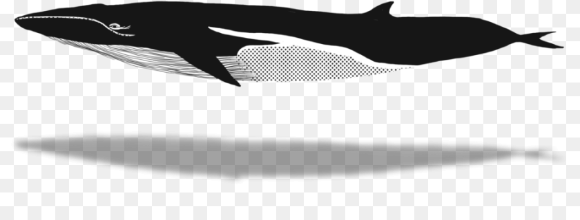 X 640 5 Humpback Whale, Animal, Mammal, Sea Life, Blade Sticker PNG
