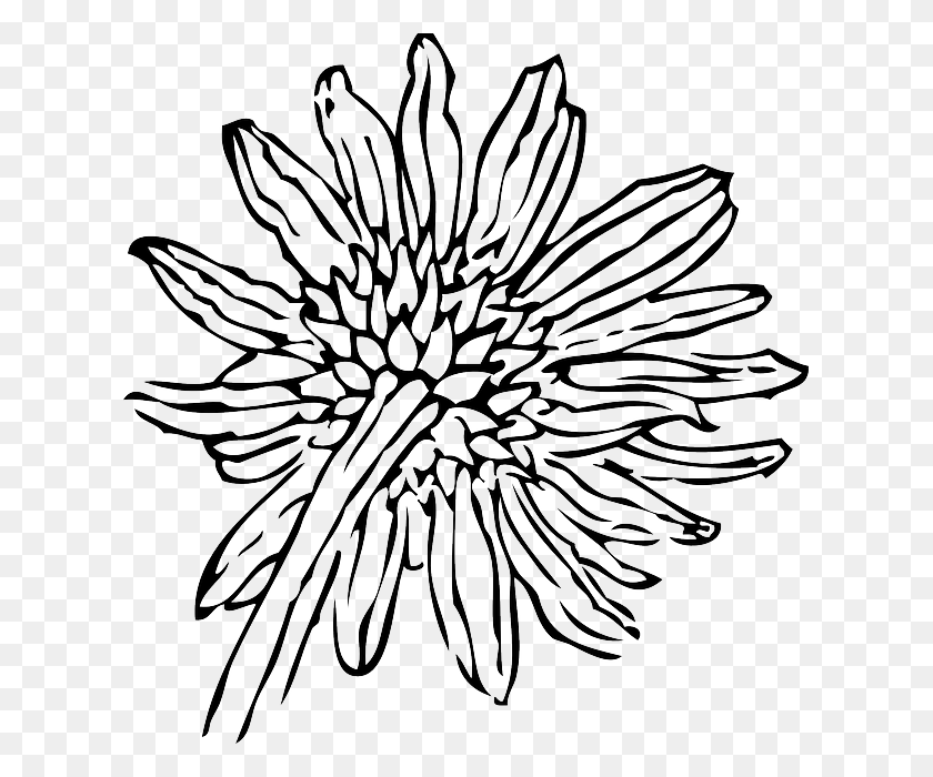 617x640 X 640 6 Sunflower Clip Art, Pattern, Plant, Flower HD PNG Download