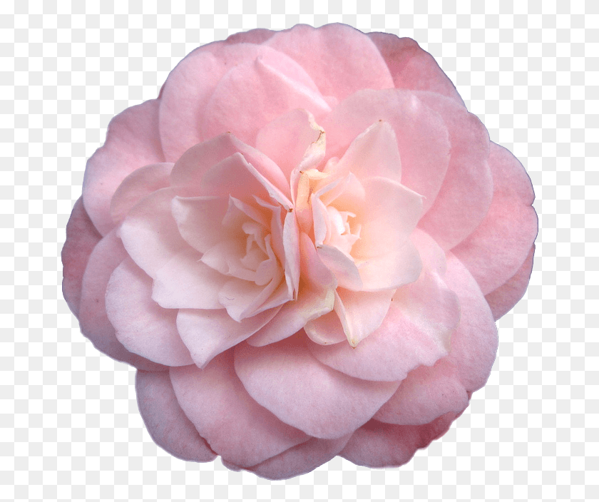 670x644 X 644 12 Pastel Flower Tumblr Прозрачный, Роза, Растение, Цветение Hd Png Скачать