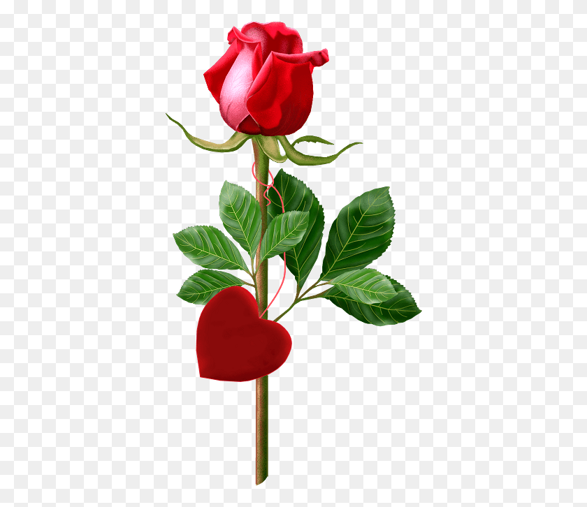 368x666 X 665 4 Good Morning Images With Single Rose, Plant, Flower, Blossom HD PNG Download