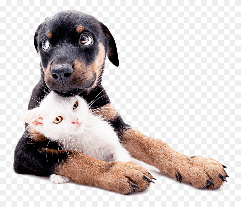761x660 X 690 4 Dog And Kitten Hug, Cat, Pet, Mammal HD PNG Download