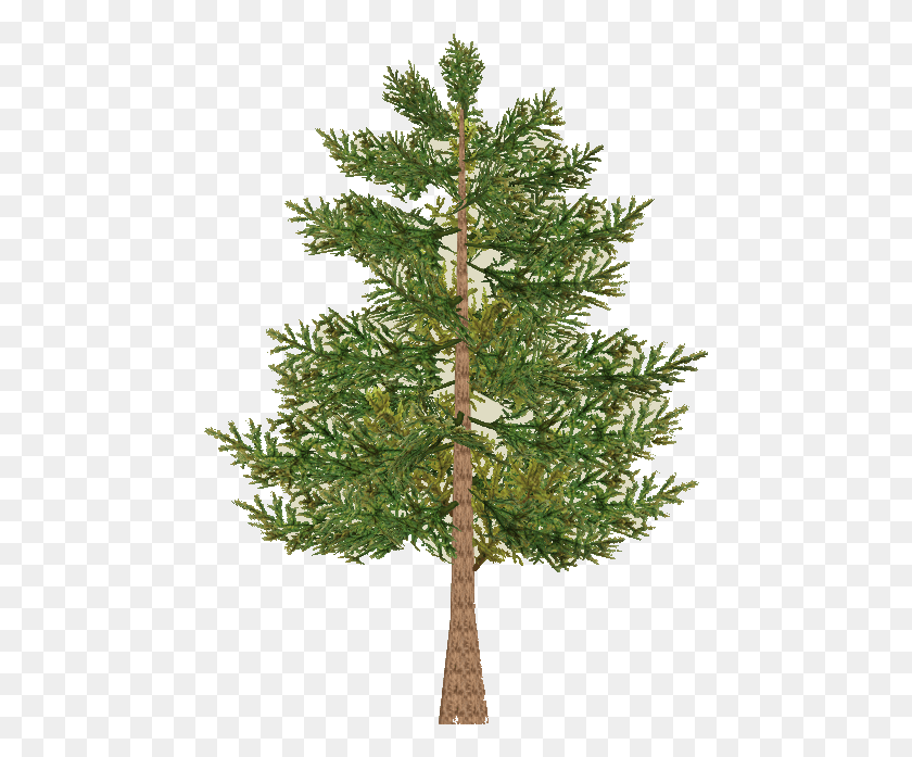 465x637 X 712 9 Red Pine, Tree, Plant, Conifer HD PNG Download