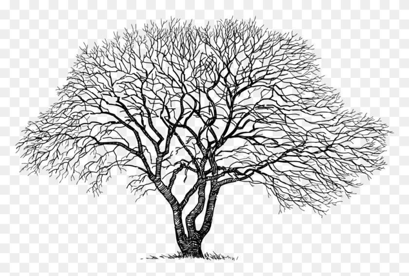 989x644 X 718 4 Vieil Arbre Dessin, Gray, World Of Warcraft HD PNG Download